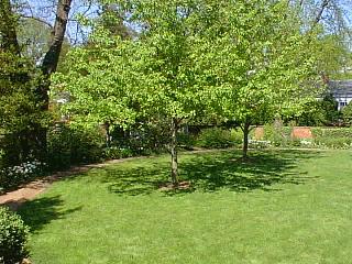 Colonnade Club Garden Trees